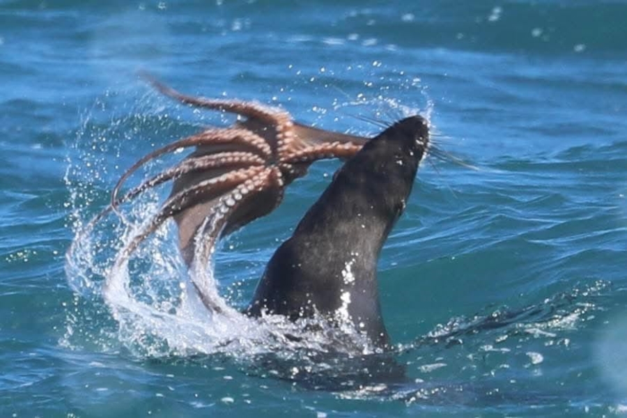 0 Bedroom Property for Sale in Stilbaai Oos Western Cape